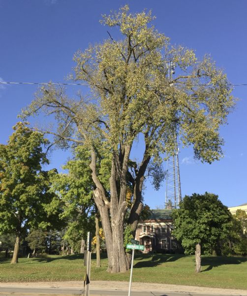 A large cottonwood, named Wisconsin's largest tree in the 1970's, standing on Underwood Avenue in front of a two-story granite faced house. There is a cell phone tower in the background. Several large limbs of the tree have been broken, leaving an irregular crown. Most of the damage to the tree was caused by strong winds when a tornado passed through Montello on June 23, 2004.  
