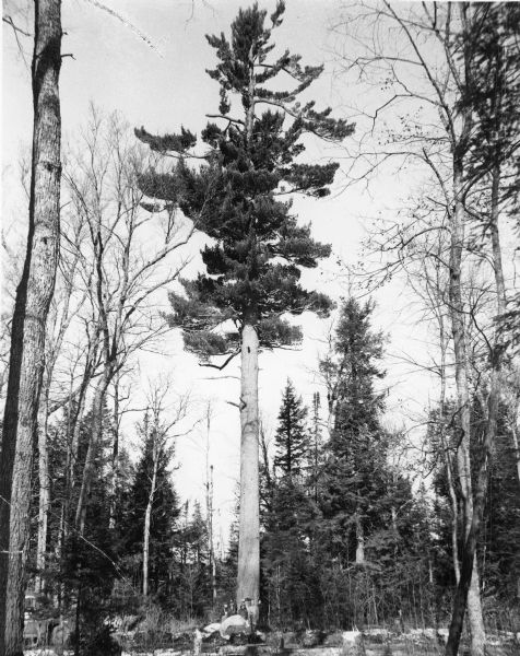 A group of men and women posing at the base of an enormous white pine, named to honor the famous general. Several people are posing at the base of the tree. The tree was estimated to be about 400 years old, with a trunk circumference of 17 feet 6 inches in circumference, and a height of 140 feet. It was a remnant of Wisconsin's virgin pine forest. The MacArthur Pine fell to the ground in 2001, as a result of fire damage that may have been caused by a lightning strike.
