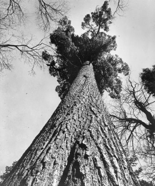 A view from the ground looking up the trunk of an enormous white pine named for the famous general. The crown appears disproportionately small due to the height of the trunk. In the 1940's the tree was considered to be the largest white pine in the world, with a height of 140 feet and trunk circumference of 17 feet 6 inches. Larger specimens were later found. The MacArthur Pine fell to the ground in 2001, as a result of fire damage that may have been caused by a lightning strike.