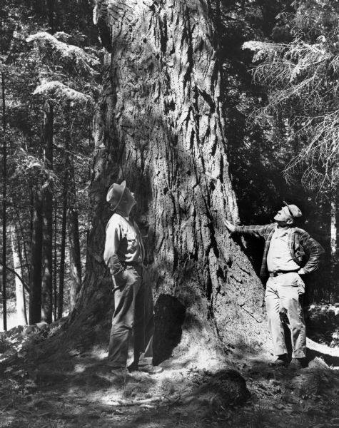 Two men posing at the trunk of what was for several years the largest recorded white pine in Wisconsin. At the time of this photograph, the tree was thought to be about 300 years old and had a trunk circumference of 17 feet 11 inches. The tree died in the late twentieth century.