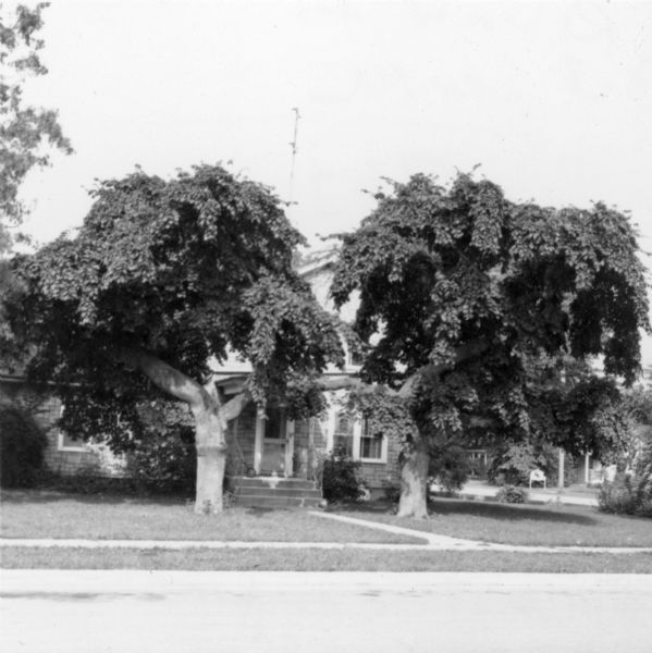 A well-matched pair of weeping elms <i>(Ulmus glabra camperdownii)</i> obscuring the front of a two-story house. A swollen ring around the trunk of each tree marks the site of the graft of the pendulous portion onto the upright trunk. Weeping elms were sometimes called "upside-down trees" because of the perceived similarity of the weeping branches to tree roots.