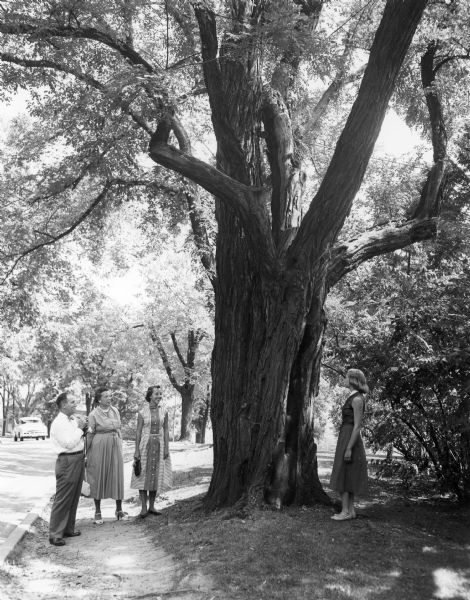 A man and three women standing at the base of a large tree, identified as the Muir Locust. The tree grew along Observatory Drive on the University of Wisconsin campus and was identified with the environmentalist John Muir. Muir wrote in <i>The Story of My Boyhood and Youth</i> of his experience standing under the black locust tree in June 1863, when he was given a lesson in botany by a fellow student named Griswold. The tree was removed shortly after this photograph was taken.  