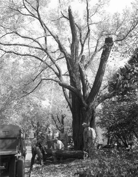 Workers strain to move a heavy limb which has been cut from the large black locust tree which grew along Observatory Drive on the University of Wisconsin campus. A flatbed truck is parked on the street. There is a large split in the trunk, and a broken limb in the crown.  Cables can be seen between several branches. The tree was known as the Muir Locust because of its association with the naturalist John Muir from his days as a student at the university. It was judged to be weakened and dangerous and so was removed.