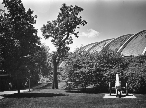 A misshapen, tall black oak standing near a sidewalk leading to the Camp Randall Sports Center on the University of Wisconsin-Madison campus. The center's ribbed roof is on the right. There is a cannon on a concrete pad at lower right. The oak tree was dedicated to Wisconsin Governor Louis Powell Harvey, who drowned while in office during the Civil War. He was on a trip to visit the camps and hospitals of Wisconsin soldiers and fell into the Tennessee River when attempting to transfer from one steamboat to another. The tree was taken down in the 1990s. 