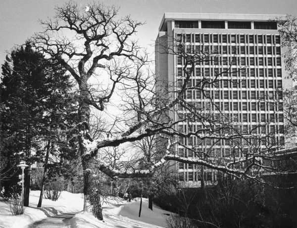 A large, spreading bur oak standing in a snowy landscape along a sidewalk on the University of Wisconsin-Madison campus. Van Hise Hall is on the right. The tree was called the president's tree because at one time the university president lived in a house nearby.
