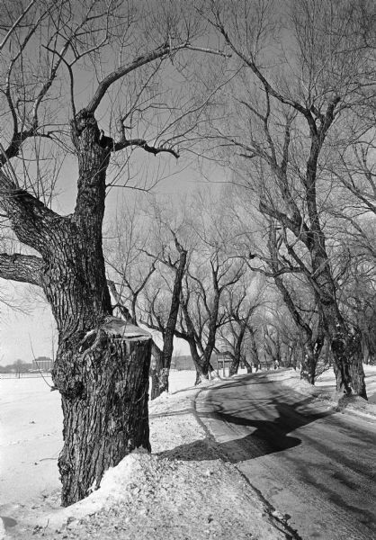 Large specimens of <i>Salix alba</i> line Willow Drive on the University of Wisconsin-Madison campus. Some of the trees date from the 1890s, and many have scars from branches that have been pruned due to damage or disease. There is snow on the ground.