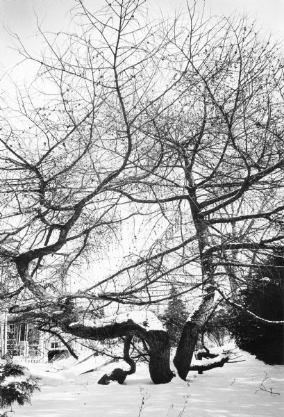 This European Larch with two trunks was planted on the lawn of the Agricultural Dean's House on Babcock Drive on the University of Wisconsin-Madison campus by Emmett S. Goff in 1899. The tree was transplanted from Door County and demonstrated "positive geotropism" with branching that was horizontal or pendulous, in contrast to the usual upward branching pattern of a larch. The tree was severely damaged by heavy snow April 11, 2007, with only a few very low branches surviving. These continued to grow and in 2016 remain an interesting feature of Allen Centennial Gardens.