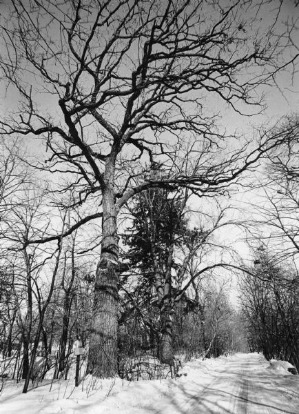 A very large and well branched bur oak tree standing alongside Edgewood Drive near a small bridge. In the background is another large oak and a conifer. There is snow on the ground.