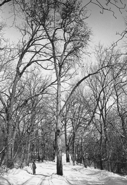 A tall, shagbark hickory standing alone on a small island in the middle of Edgewood Drive near its west end. A woman walking in the roadway is dwarfed by the tall tree. There is snow on the ground. As of 2007, the trunk of the tree was still standing, although the main leader had been lost and only the lower branch on the right remained.