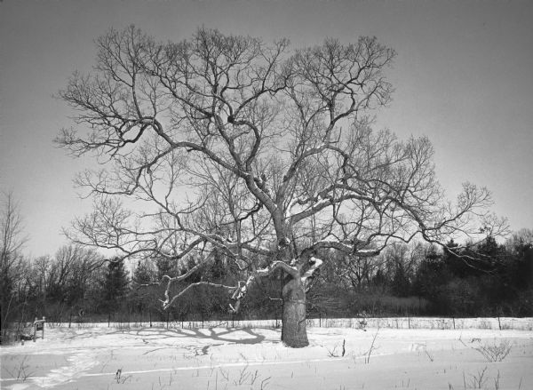 A large, spreading white oak standing in front of a fence in a snow covered open area at the University of Wisconsin-Madison Arboretum. It is named for Colonel Joseph W. Jackson, one of the founders and fundraisers for the arboretum. The oak died in the late 1990s.