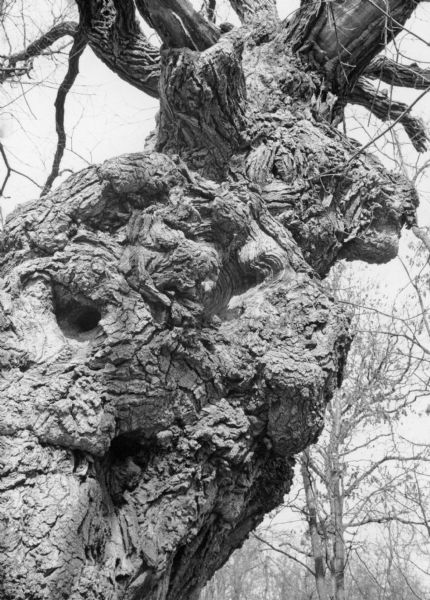 A close-up view of the gnarled trunk of a large bur oak located in Kettle Moraine State Park. The trunk is distorted by scars and burls.