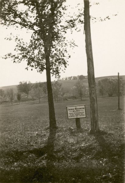 A posted sign reads: "George Washington Elms, From Mt. Vernon, VA to Mt. Vernon, WIS. Planted May 6th, 1916," at the Forest of Fame, consisting of trees grown from cuttings, seedlings, etc., obtained from places associated with famous people. The initials "MVT" are stencilled on the tree trunk on the right.  The Forest of Fame was planted by the landowner, John Sweet Donald, a professor of agricultural economics at the University of Wisconsin. The land later became a town park.  