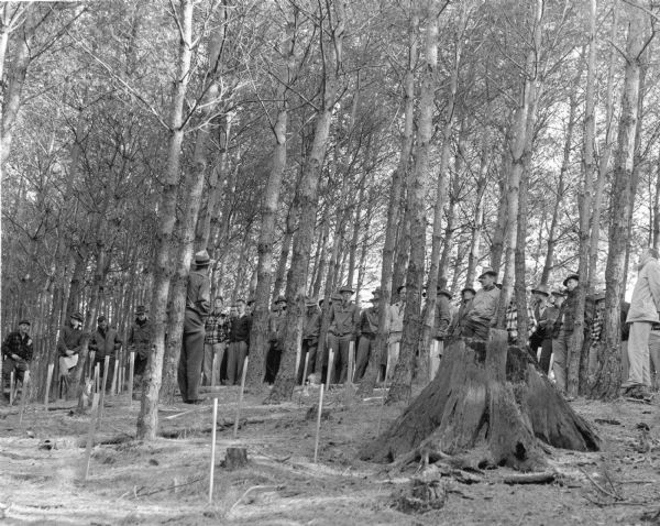 A man on the left, leaning against a tree, appears to be addressing a large group of other men facing him. There is a large decaying tree stump in the foreground on the right right. There are narrow stakes in the ground throughout the area. The wooded area is the Star Lake Forest Plantation, established by Wisconsin's first state forester, E.M. Griffith, in 1913. The men may have been associated with Trees for Tomorrow, an organization created in 1944 by paper company officials to promote the rapid reforestation of land in Wisconsin. The effort was a response to pulpwood shortages and worked in cooperation with federal, state and local agencies as well as private citizens.   
