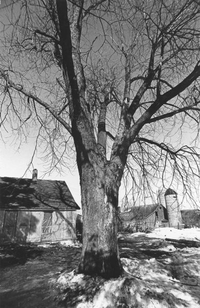 A large soft maple tree stands beside a small house with plastic sheeting on the porch screens. There is a barn with a silo in the background, and snow on the ground. Author Ben Logan grew up on this farm and wrote about the maple tree, and his mother's devotion to it, in his book <i>The Land Remembers.</i>