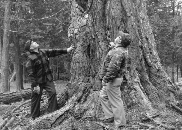 Two unidentified men, each standing with one hand resting against the enormous trunk of a mature white pine and looking upward. There are other trees in the background.