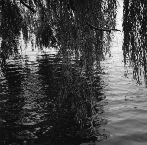 The leaves and branches of a willow tree lightly hanging over the surface of a lagoon.