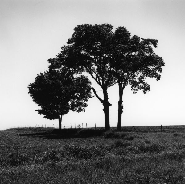 Three trees in silhouette, standing on a small grass ridge along a fence line between two fields.