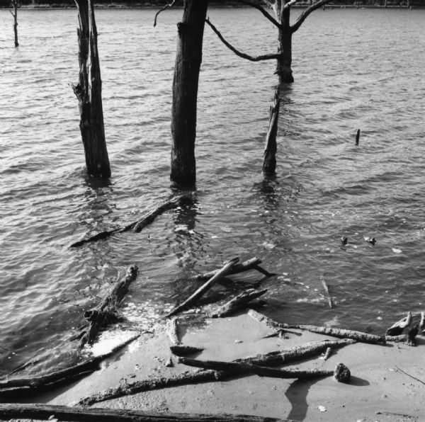 View of shoreline of lake with fallen branches on a patch of sand. Tree trunks are standing in the water off the sandbar. The opposite shore is in the far distance.