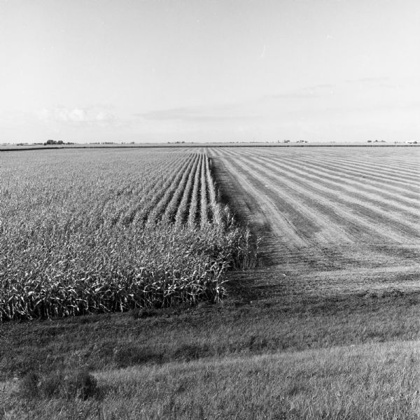 Slightly elevated view of a cornfield stretching off into the horizon. Short corn stalks are growing on the left half, while the right half of the field is bare.