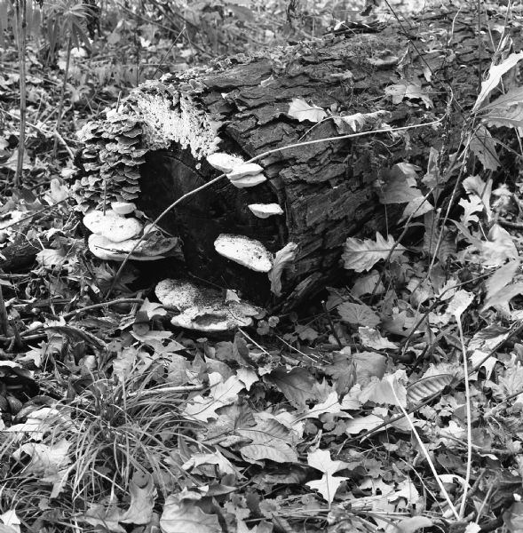 A fallen tree trunk is resting on the ground surrounded by leaves and grass. Fungi grow out of the trunk.