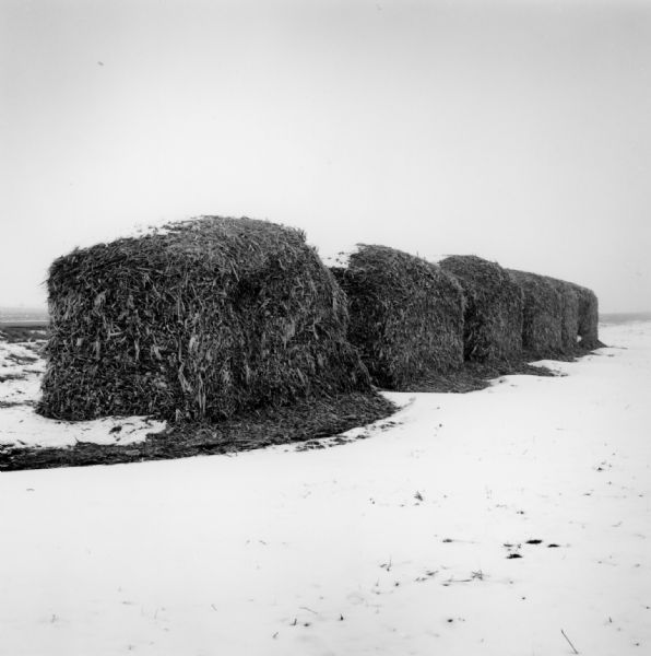 Six large mounds of rolled up corn stalks are in a row on a field lightly covered in snow.