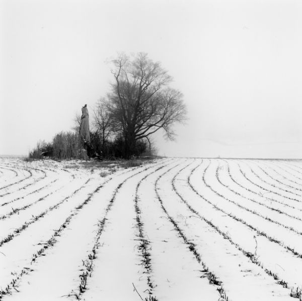 A small patch of bushes surround a tree and a broken tree trunk. Lightly covered in snow, the lines of the cornfield swerve around the grove with the stalks poking through the snow.