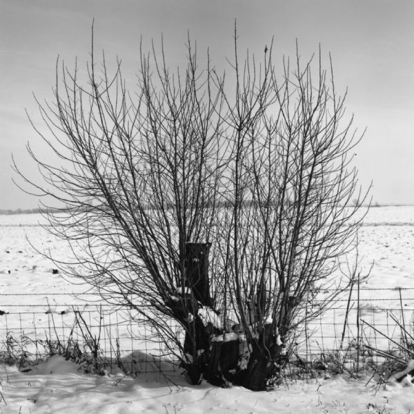 A small clump of silver maple trees are growing out of the snow in front of a wire fence. Snow is covering the field behind the thicket.