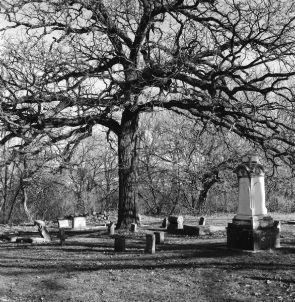 A large oak tree shading the graves that lay beneath its bare branches. Most of the headstones are small markers, but one tall, ornate gravestone is standing along the right edge.