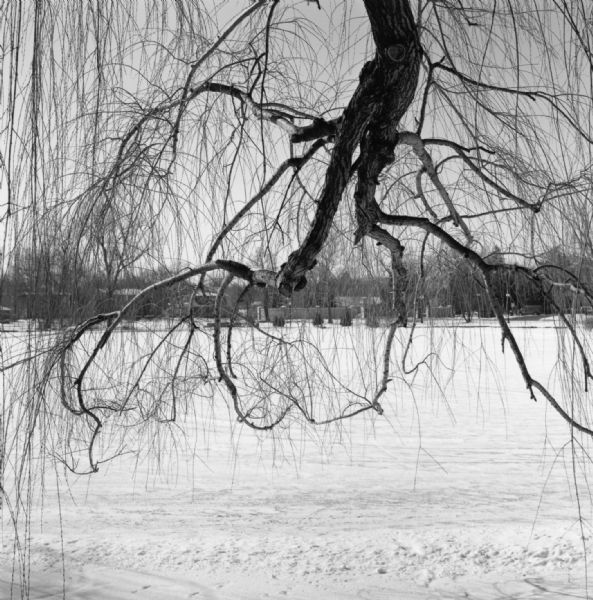 The bare branches of a willow tree are obscuring the view of a snow covered lagoon. On the opposite shoreline is the main gate and entrance to Northern Illinois University, and the houses beyond the gate.