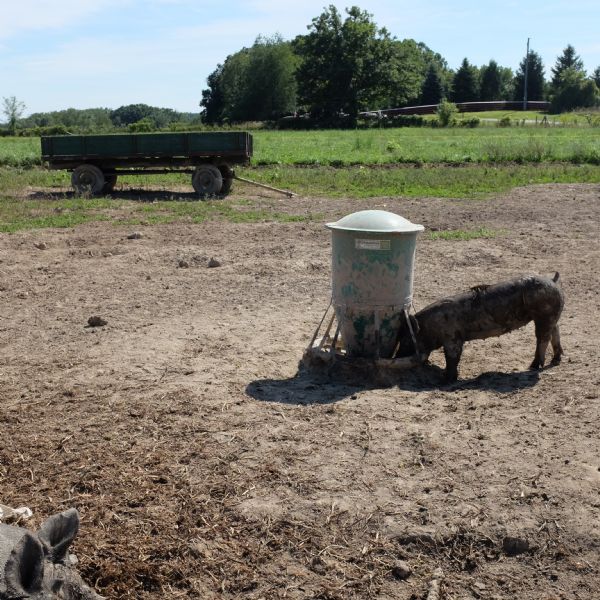 View of a pasture on the Quinney farm, with a pig in the foreground on the left, and another pig eating from a metal feeder. A grain wagon is sitting at the edge of the muddy field, with a grass pasture and trees in the background. 