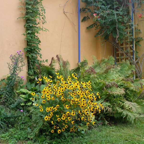 View of flowers and vines growing along the walls of ZuZu Cafe. A trellis is in a corner, supporting thick vines dotted with pick trumpet-shaped flowers. Bright yellow daisies are between a fern and a tall plant with small purple flowers.