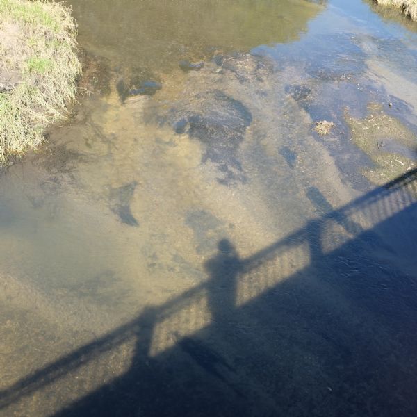 View from a bridge looking down at the shadow of the photographer on the surface of the Sugar River.