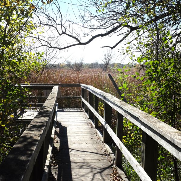 View down a wooden boardwalk with a viewing platform at the end. The view through the trees reveals the preserved wetlands within the Arboretum, called Gardner Marsh.