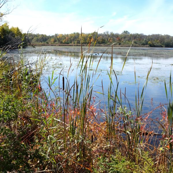 View from shoreline, with cattails and tall grasses growing in the foreground, on the shore of Lake Wingra. Geese are swimming and diving on the lake, and lily pads cover the surface. Trees from the UW Arboretum are on the opposite shoreline.
