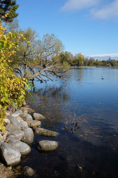 View down shoreline towards the branch of a tree leaning over the water of Monona Bay. There are large rocks in the water along the shoreline. American Coots are swimming out in the bay. Trees and buildings, including the Wisconsin State Capitol, are on the far shoreline.