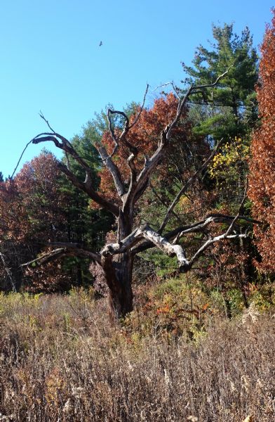 An oak tree, barren of leaves, standing in the middle of tall grass. Trees, some with green, red, and yellow leaves are in the background. A hawk is flying in the sky above the trees. 