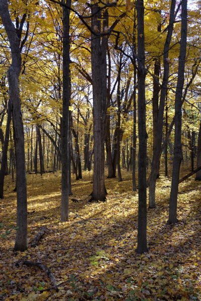 Woods with trees with yellow leaves. Yellow and green leaves cover the ground.