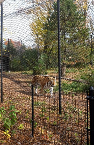 View through fence of a tiger walking along a path in an enclosure at the zoo. 