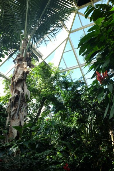 View looking up at a palm tree, and other trees and plants under the glass ceiling of the conservatory.