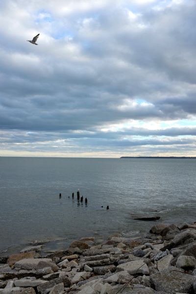 View looking down towards shoreline, with large slabs of rock in the foreground. There is a row of deteriorated pilings near the shoreline, with a bird perching on one of them. Another bird is flying just above. In the distance the shoreline juts out from the right.