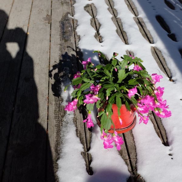 A Christmas cactus in bloom (<i>schlumbergera cultivars</i>) growing in a small red pot is sitting on a deck partially covered in snow. On the left is the shadow of the photographer.