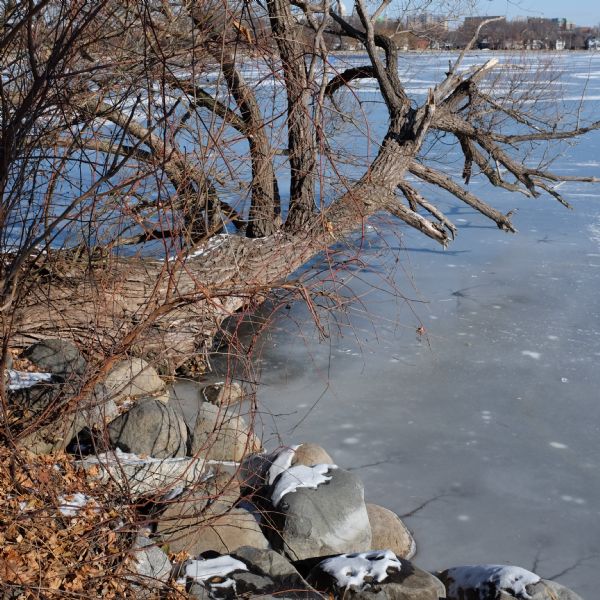The trunk of a willow is arching over the ice ccovering Monona Bay. Rocks partially covered with snow are along the shoreline. The Wisconsin State Capitol building, and other buildings of downtown Madison, are on the opposite shore.