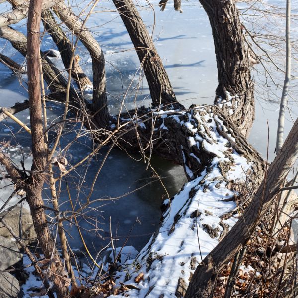 View looking down along the trunk of a willow tree arching down and resting on the ice covering Monona Bay. There is snow on the tree and the rocks along the shoreline.