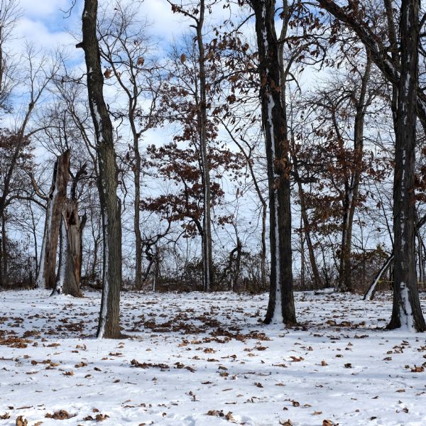 Trees standing on snow-covered ground dotted with dead leaves.