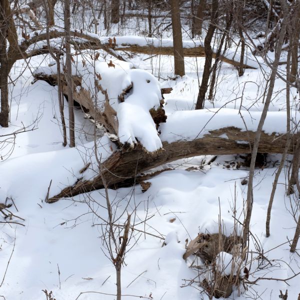 Fallen tree trunks and branches laying in the snow. More trees, covered in snow, surround the fallen trunk.