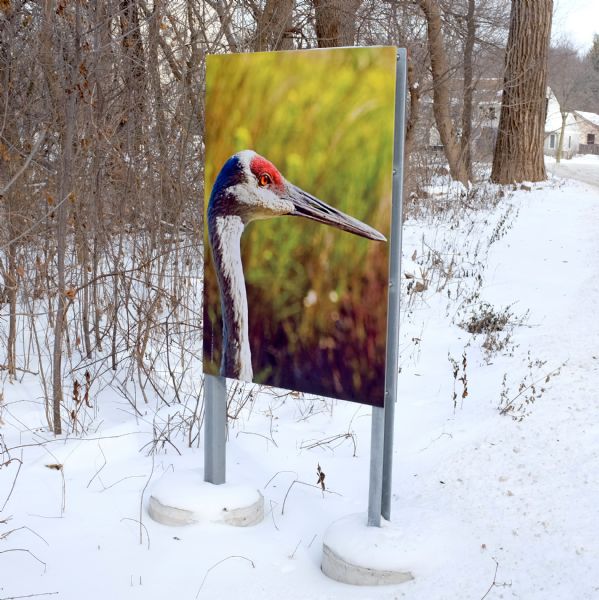 A sign with a large photograph of the head of a Sandhill crane is standing at the edge of a forest on a trail. The ground is covered in snow. There are houses beyond the trees in the background.