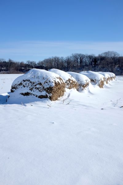 Stacks of corn stalks in a field lying in a row and covered in snow. Trees are on the hill in the background.