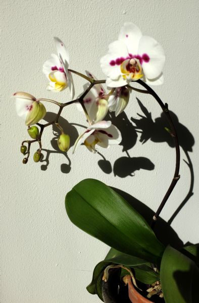 Close-up of a white and pink orchid growing in a pot, casting a shadow on the white stucco wall behind it.
