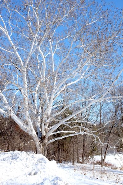 View of a white sycamore tree in a snowy field against a blue sky. A forest of leafless trees are in the background.
