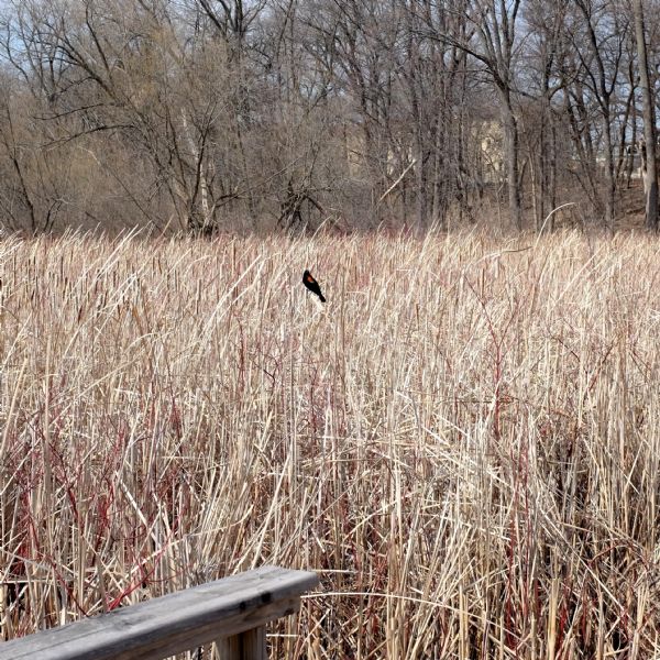 A red-winged blackbird is sitting on a reed surrounded by cattails. In the foreground is a wooden railing. In the background buildings are partially visible through the trees.